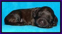 SC pups 2 wks old 111