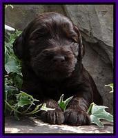 SC pups 3 wks old 261