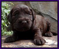 SC pups 3 wks old 281