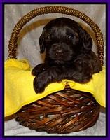 SC pups 4 wks old 191