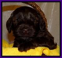 SC pups 4 wks old 201