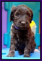 SC pups 5 wks old 100