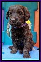 SC pups 5 wks old 120