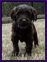 SC pups 6 wks old 271