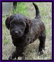 SC pups 6 wks old 291