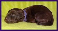 SC pups one day old 81