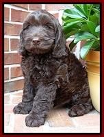 SC  pups 8 wks old 182