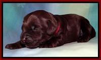 SC pups 1 wk old 111