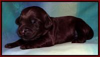 SC pups 1 wk old 91