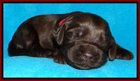 SC pups 2 wks old 311