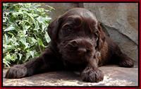 SC pups 3 wks old 311