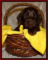 SC pups 4 wks old 161