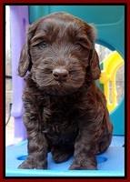 SC pups 5 wks old 140