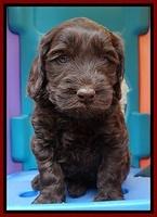 SC pups 5 wks old 150