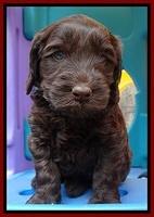 SC pups 5 wks old 170