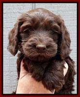 SC pups 6 wks old 321