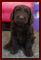 SC pups 6 wks old 331