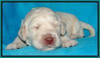 SC pups 2 wks old 171