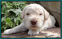 SC pups 3 wks old 361