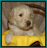 SC pups 4 wks old 271