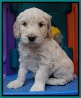 SC pups 5 wks old 310