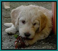 SC pups 6 wks old 111