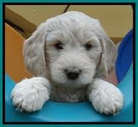 SC pups 6 wks old 91