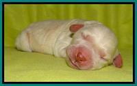  SC pups one day old 191