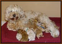 Sky Reagan pups 1 week old 251