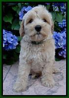 Individual Puppy pictures