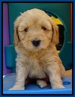 Sky Reagan pups 5 wks old 40