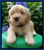 Sky Reagan pups 6 wks old 420