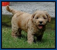 Sky Reagan pups 6 wks old 430