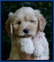 Sky Reagan pups 7 wks old 301
