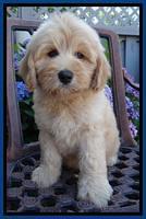 Sky Reagan pups 8 wks old 120