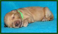 Sky Reagan pups 1 week old 131