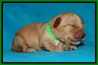 Sky Reagan pups 1 week old 141