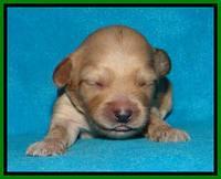 Sky Reagan pups 1 week old 161