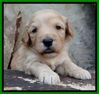 Sky Reagan pups 3 wks old 180