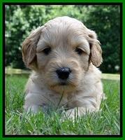 Sky Reagan pups 4 wks old 240