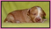 Sky Reagan pups 2 wks old 11
