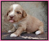 Sky Reagan pups 3 wks old 20