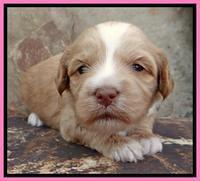 Sky Reagan pups 3 wks old 40