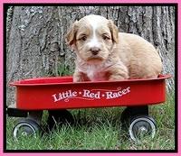 Sky Reagan pups 4 wks old 30