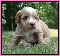 Sky Reagan pups 4 wks old 50