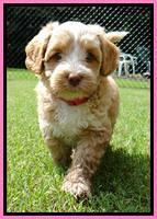 Sky Reagan pups 6 wks old 11