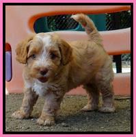 Sky Reagan pups 6 wks old 21