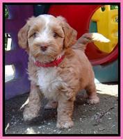 Sky Reagan pups 6 wks old 31