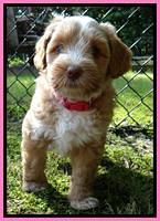 Sky Reagan pups 6 wks old 41