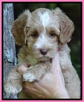 Sky Reagan pups 7 wks old 121